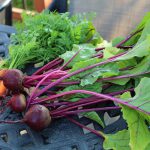 beet and carrot harvest