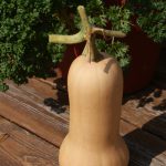 Butternut squash 2018-Cansanity