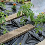 Tomato plants with black perforated plastic 2020